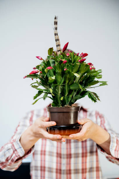 istock Schlumbergera truncata also know as Thanksgiving cactus in front of head 1096009104