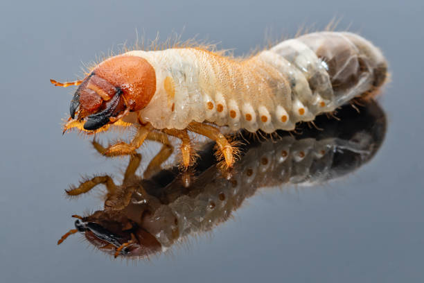 istock Image of grub worms, Coconut rhinoceros beetle (Oryctes rhinoceros), Larva with reflection. 1096011570