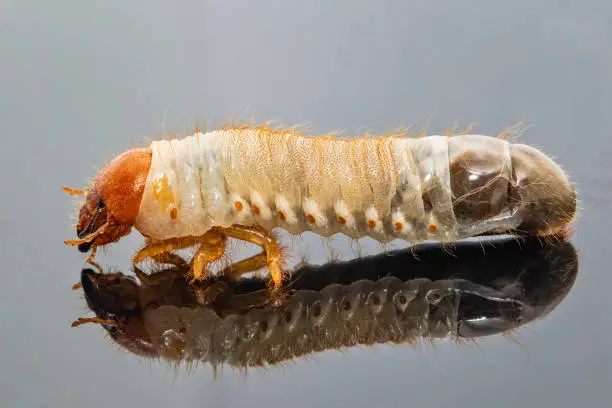 Image of grub worms, Coconut rhinoceros beetle (Oryctes rhinoceros), Larva with reflection.