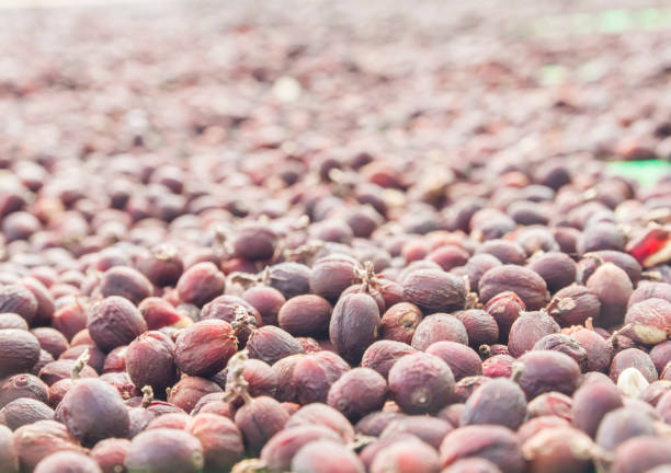 istock Closeup red ripe  coffee cherries and  make to dry 1096012618