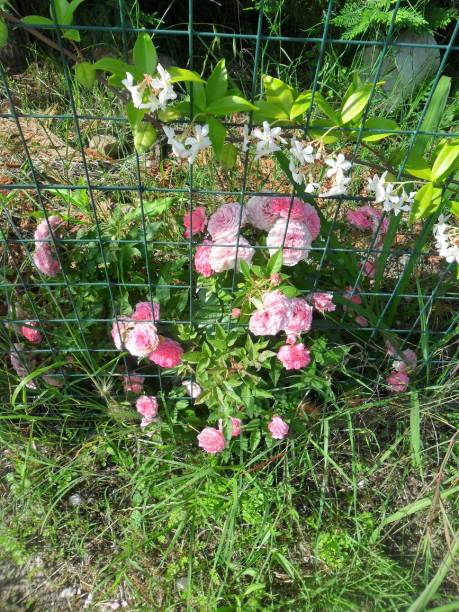 istock Rose plant in Italy 1096012776
