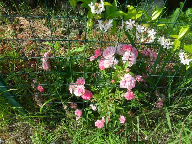 istock Rose plant in Italy 1096012812