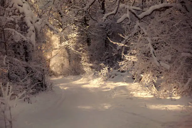 Winter snowy sunset view in Russian National Park