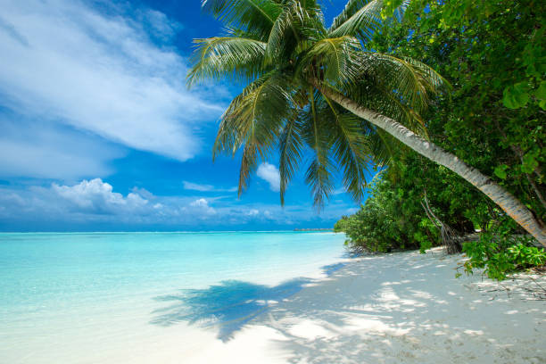 istock tropical Maldives island with white sandy beach and sea 1096015620