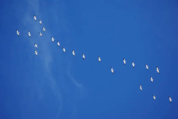 White geese flying in front of a blue sky.