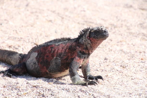istock Galapagos Marine iguanas 1096017692