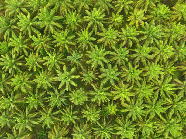istock aerial view on plantation of palm trees 1096019356