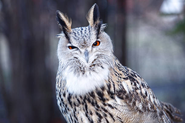 istock The eagle owl is in the Russian animal park.  - Image 1096021542