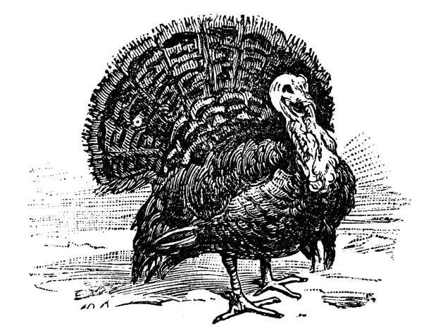 istock Antique old French engraving illustration: Turkey 1096021730