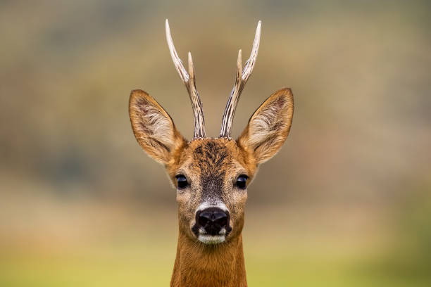 porträt von ein reh, capreolus capreolus, buck im sommer mit klaren unscharfen hintergrund. - deer portrait stock-fotos und bilder