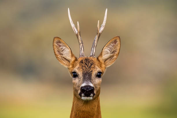 Portrait of a roe deer, capreolus capreolus, buck in summer with clear blurred background. stock photo