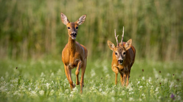 Roe deer, capreolus capreolus, buck and doe during rutting season. Roe deer, capreolus capreolus, buck and doe during rutting season. Male wild deer chasing female in mating season. Pair of two mammals in love. love roe deer stock pictures, royalty-free photos & images