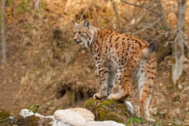istock Eursian lynx standing on a rock in autmn forest with blurred background. 1096023840