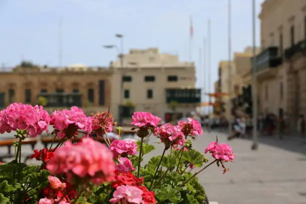Pink flowers in a sunny square of Malta