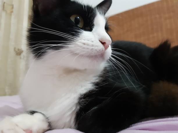 istock black and white cat on the bed 1096031578