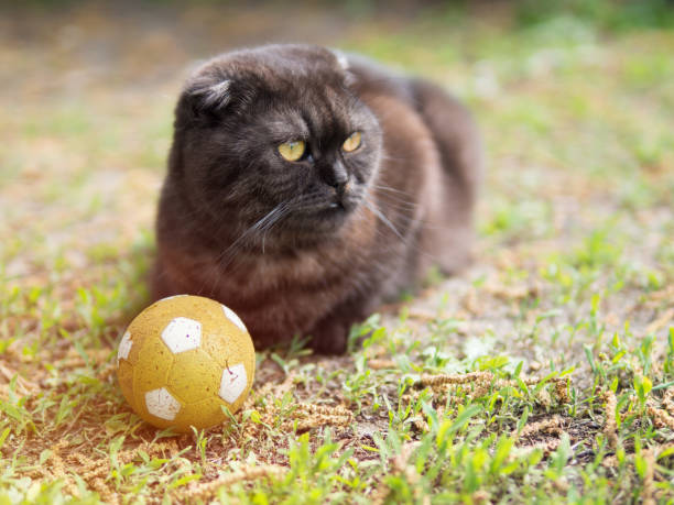 istock cat football player 1096031828