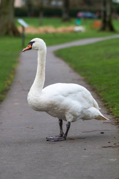istock Adult mute swan 1096033156