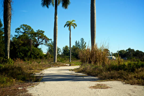 istock deserted abandoned road with palm trees 1096033410