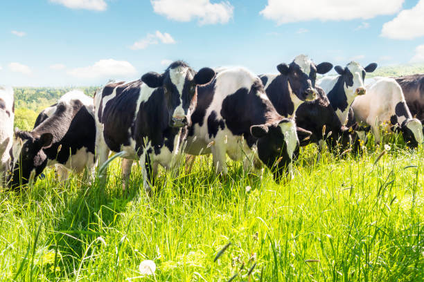 istock Close-up of cows in summer 1096035714
