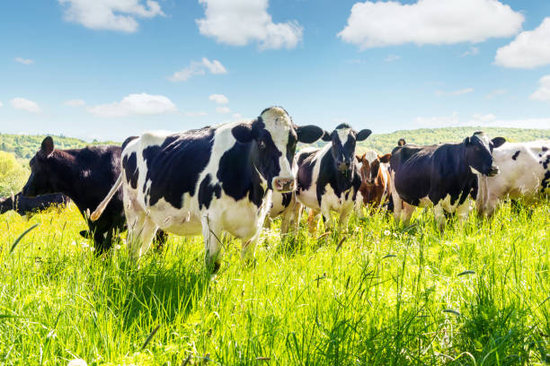 istock Close-up of cows in summer 1096036916