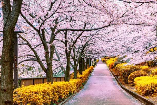 istock Walkway under the sakura tree which is the romantic atmosphere scene in Tokyo Japan 1096037270