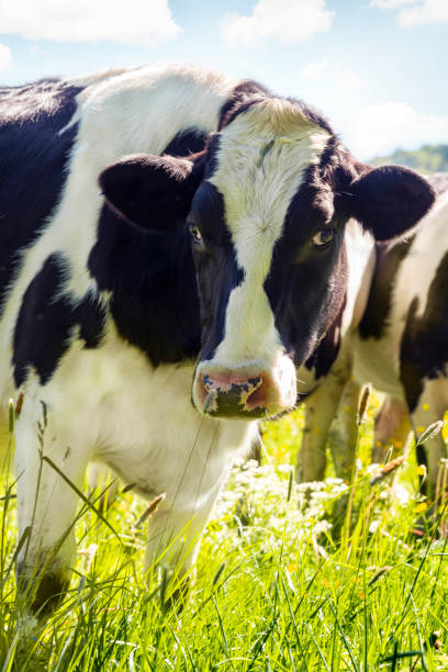 istock Close-up of cow in summer 1096037274