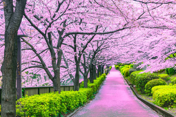 passage sous l’arbre de sakura qui est le théâtre d’atmosphère romantique à tokyo au japon - flower spring pink blossom photos et images de collection