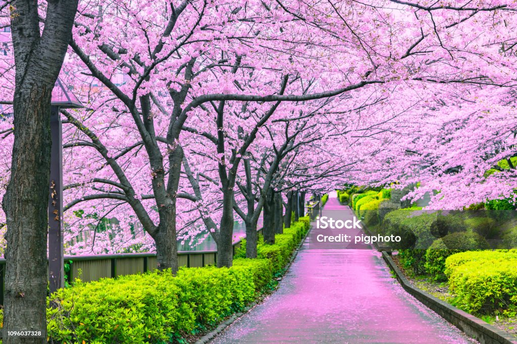 Walkway under the sakura tree which is the romantic atmosphere scene in Tokyo Japan Japan Stock Photo