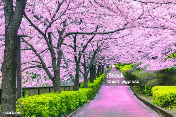 Walkway Under The Sakura Tree Which Is The Romantic Atmosphere Scene In Tokyo Japan Stock Photo - Download Image Now