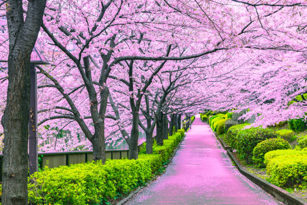 walkway under the sakura tree which is the romantic atmosphere scene in tokyo japan - blossom tree flower pink imagens e fotografias de stock