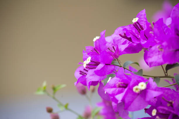Bougainvillea flower with blurred background.