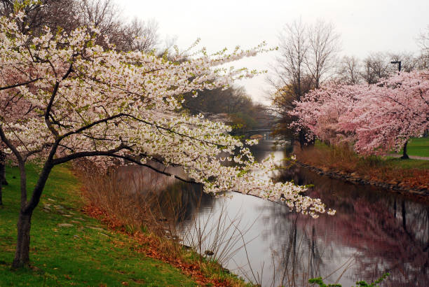 cerisiers en fleurs le long d’un ruisseau - massachusetts landscape new england spring photos et images de collection