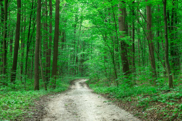 istock Forest trees. nature green wood sunlight backgrounds 1096045484