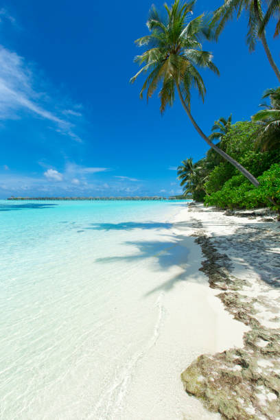 istock tropical Maldives island with white sandy beach and sea 1096045566