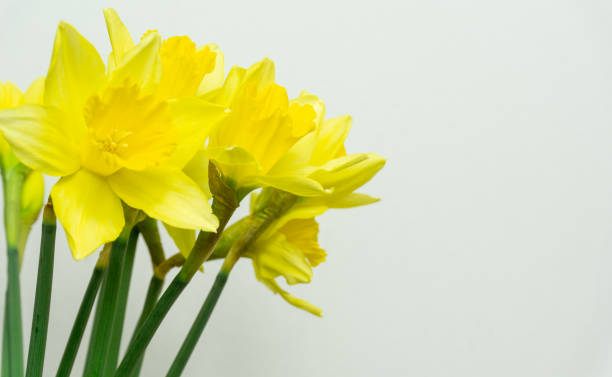 istock Beautiful Daffodils isolated on white background spring flowers 1096045688