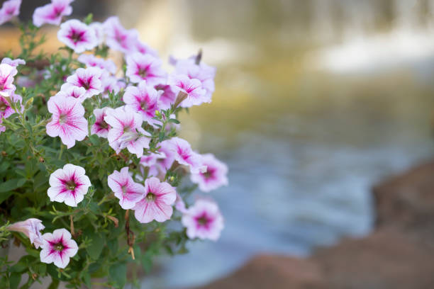 Petunia in garden with blurred background.Petunia in garden with blurred background.