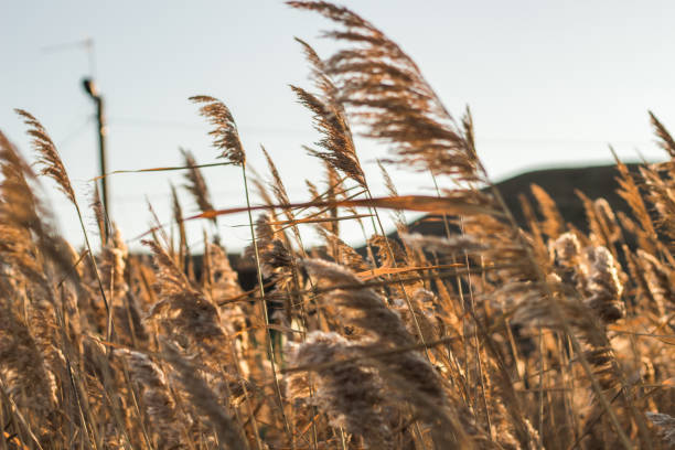 istock Golden soft light and sunset in the reeds and meadow. 1096048242