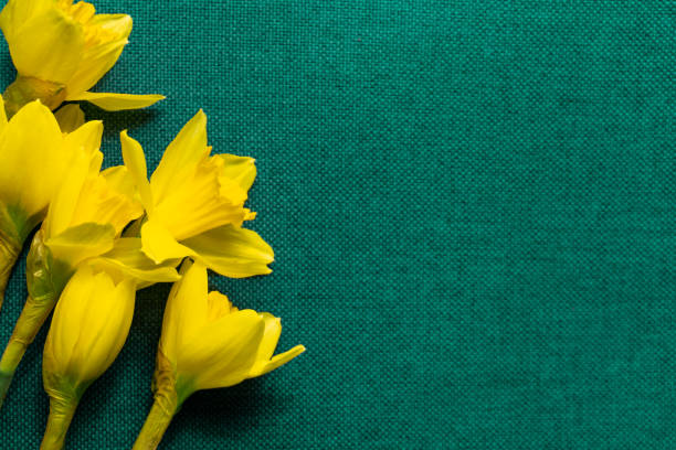 istock Bright yellow daffodils on textured aqua coloured background with copy space. Flower print 1096052004