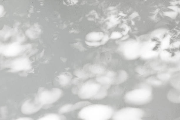 istock Shadow Of Leaves Reflected On The White Wall 1096052096