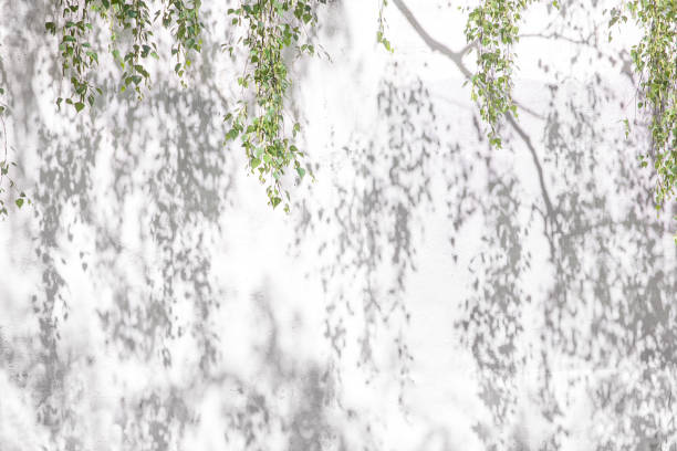 istock Shadow Of Leaves Reflected On The White Wall 1096052100