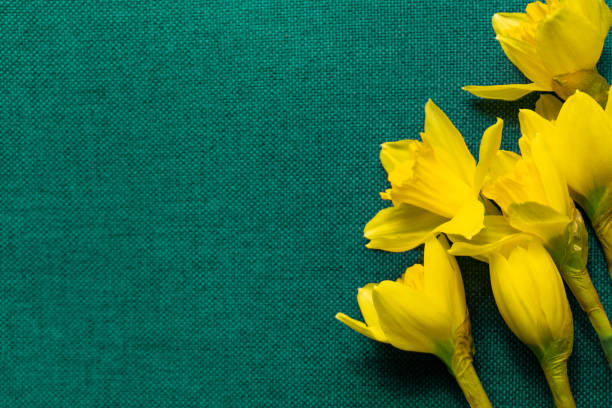 istock Bright yellow daffodils on textured aqua coloured background with copy space. Flower print 1096052164