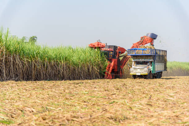 istock harvest the sugarcane 1096052882