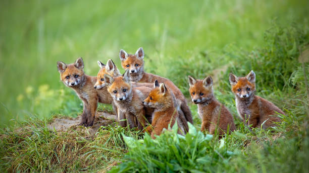 istock Red fox, vulpes vulpes, cubs sitting by the den. 1096054514
