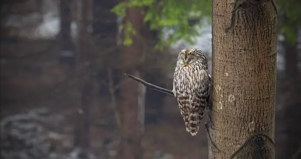 Photo of Ural owl, Strix uralensis, sleeping in a forest hidden by a tree.