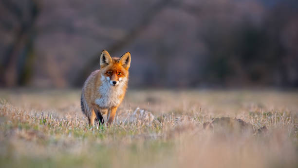istock Red fox, vulpes vulpes, on a meadow at sunset. 1096054590