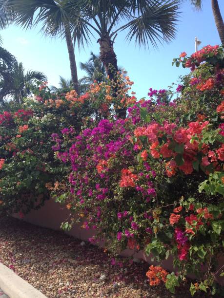 istock Bahamas Flowers 1096054658