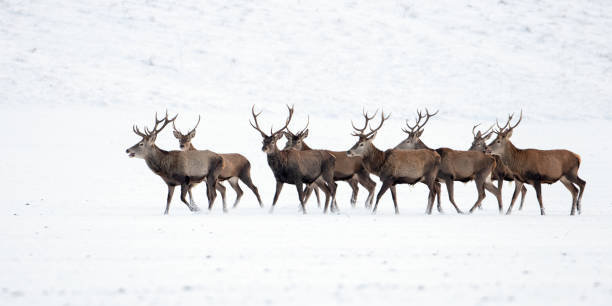 istock Herd of red deer, cervus elaphus, stags in winter on snow. 1096054668
