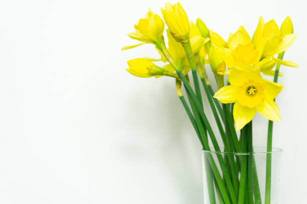 Beautiful Daffodils isolated on white background spring flowers