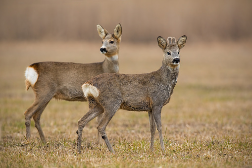 Roe deer, capreolus capreolus, in spring with dry grass blurred in background. Mother and son wild animals in natural environemnt.