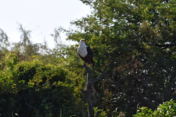 istock Birds in Oiseaux de Djoudj National Park, Sengal 1096057218
